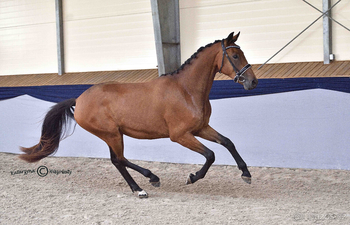 mladý valach do drezury - 6