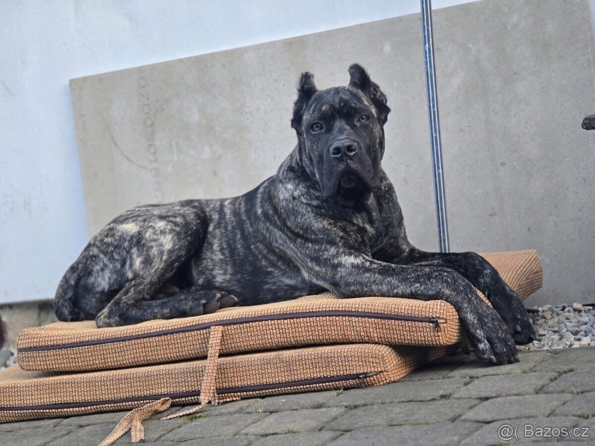 Cane Corso s PP FCI - 6