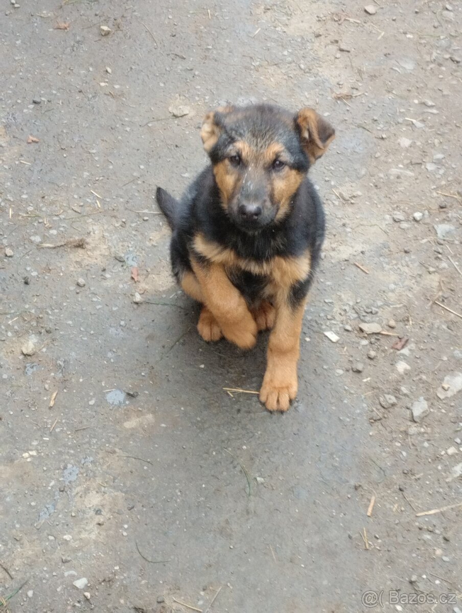 Štěně NO pes - 6
