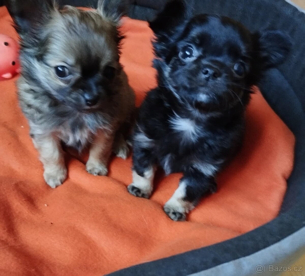 Čivava dlouhosrstá fenky - 6