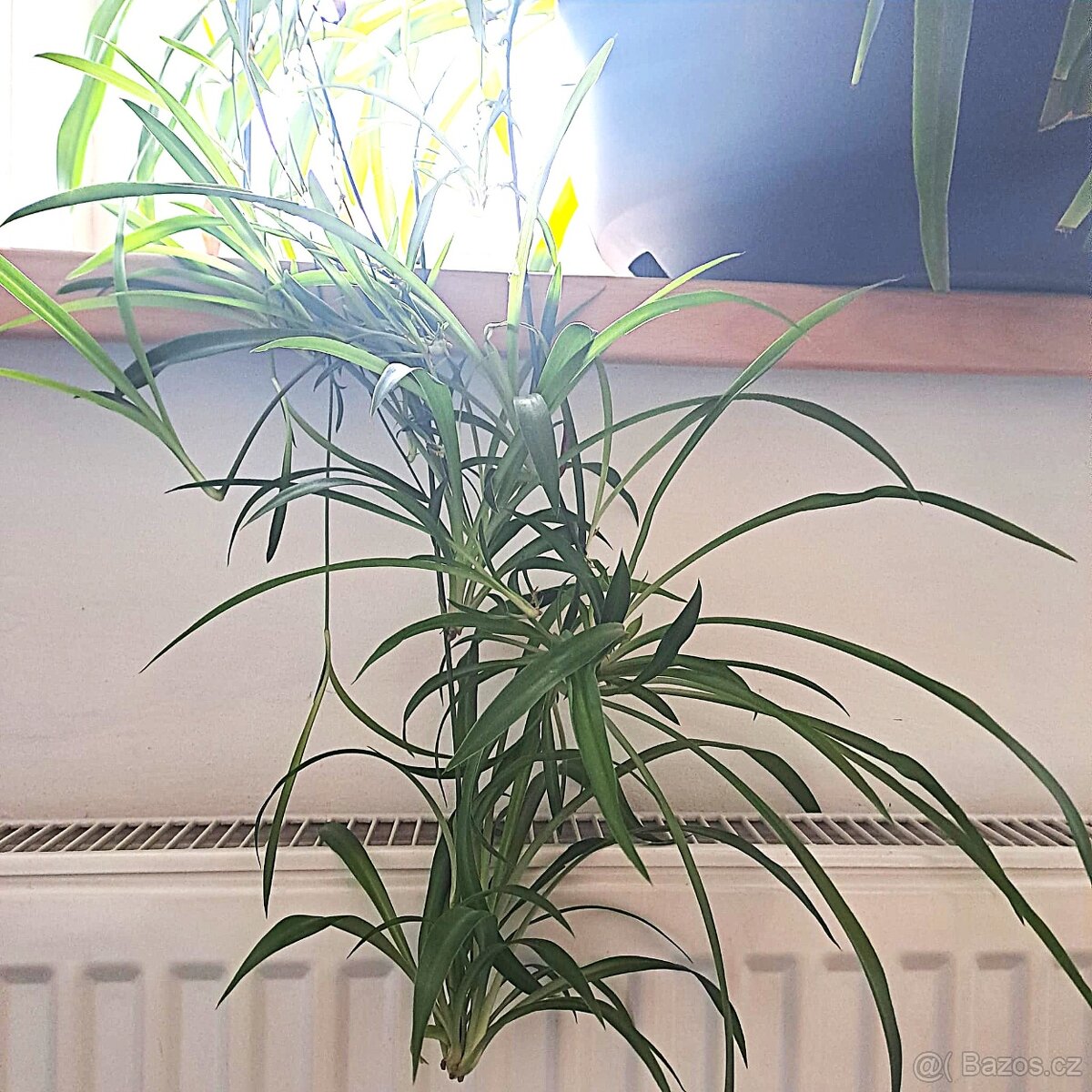 Zelenec + potos – velká pokojová rostlina - 6