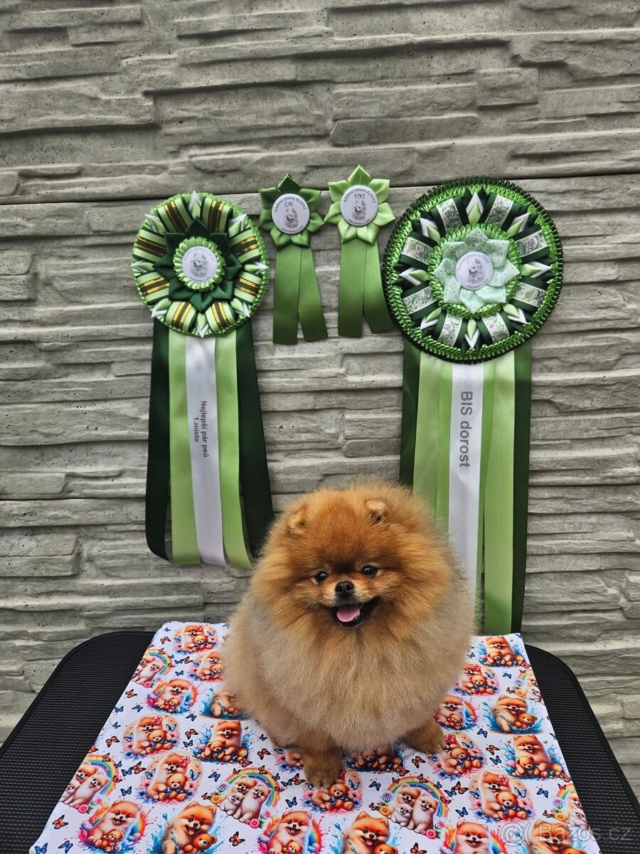Pomeranian s PP FCI - luxusní štěňátka k rezervaci - 6