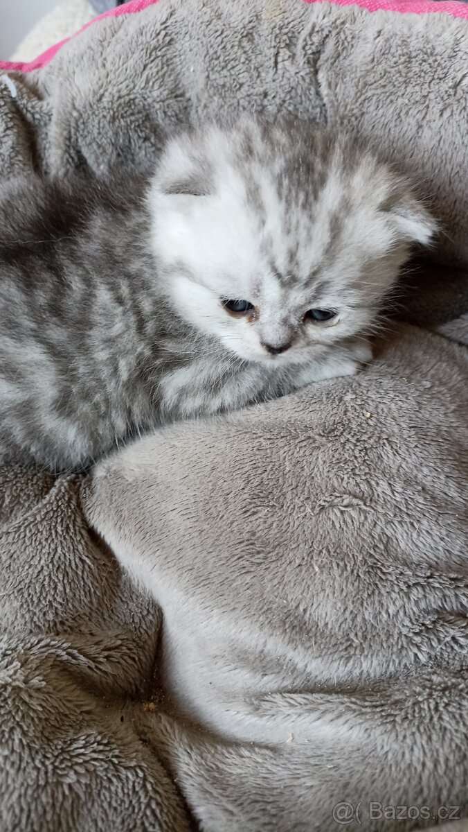 Britská stříbřitá koťátka s PP - 6