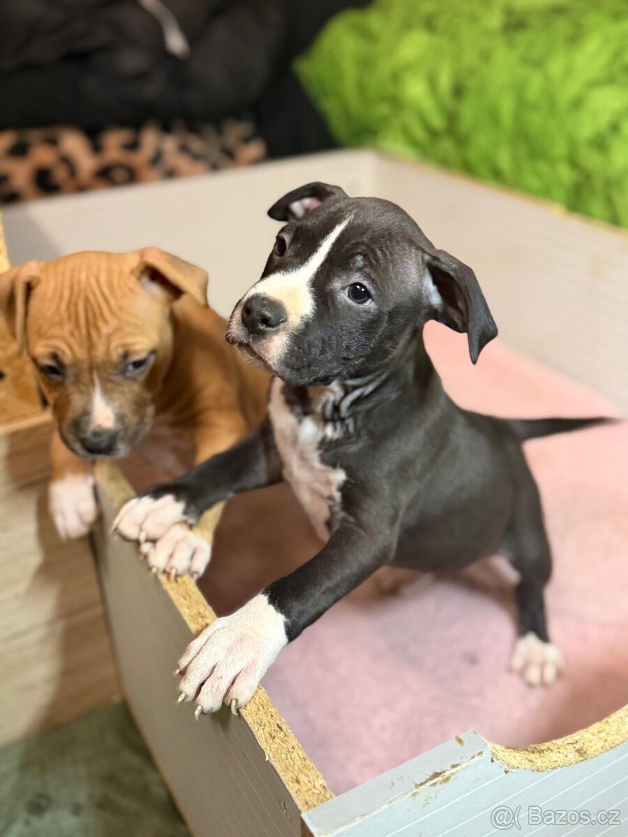 Americký stafordšírský terier - 6