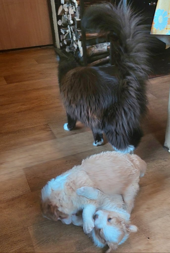 border kolie ee - red - 6