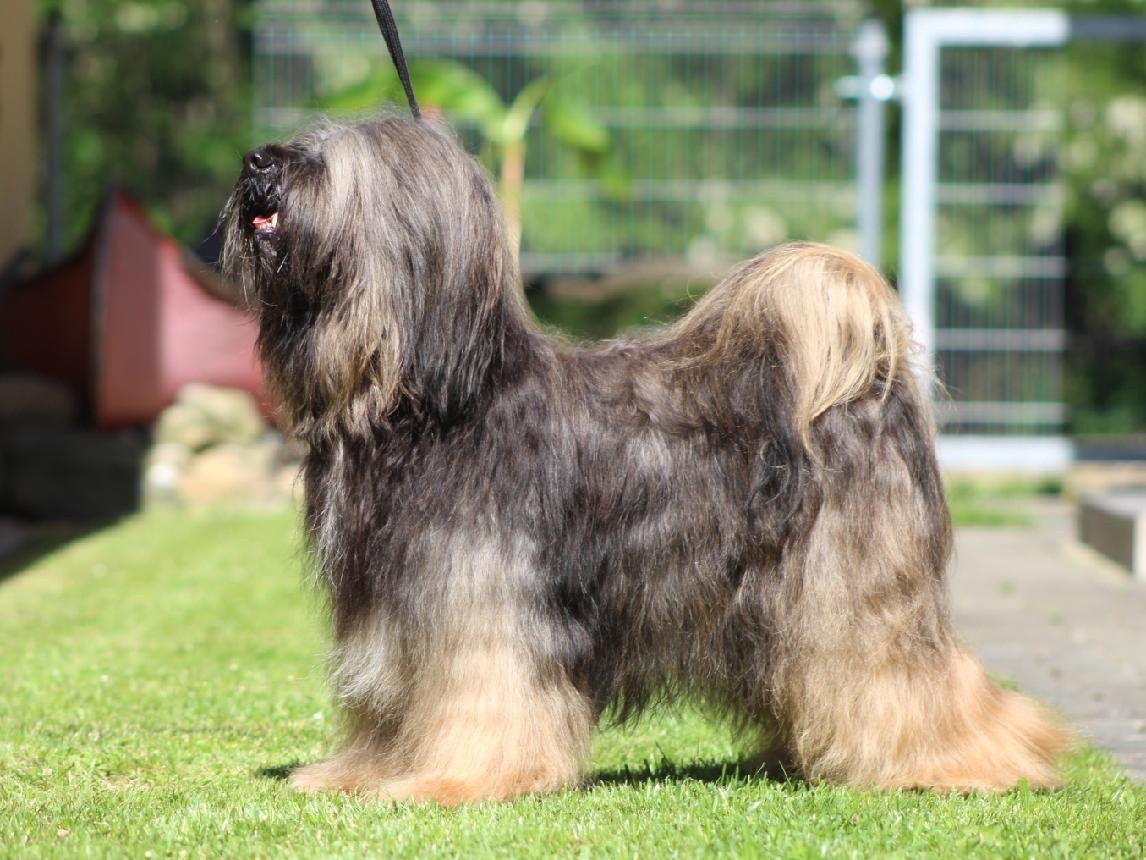 Tibetský teriér s PP - štěně, pejsek - 6