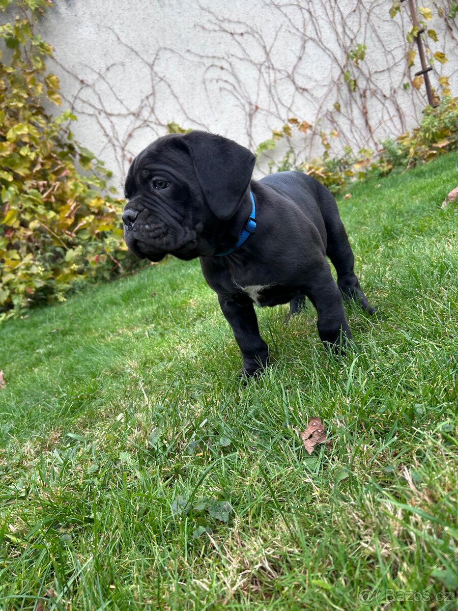 Cane Corso štěňátka BEZ PP - 6