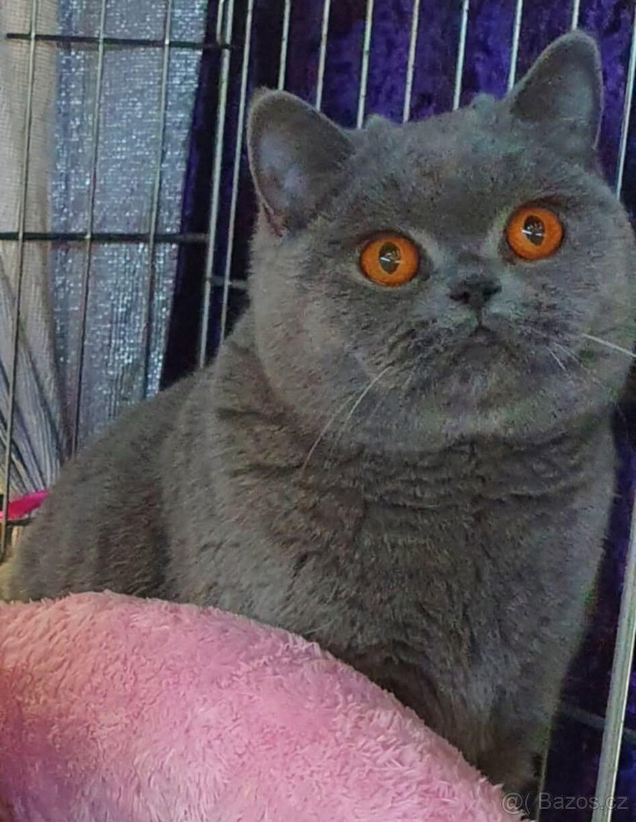 Britská koťata s PP - 6