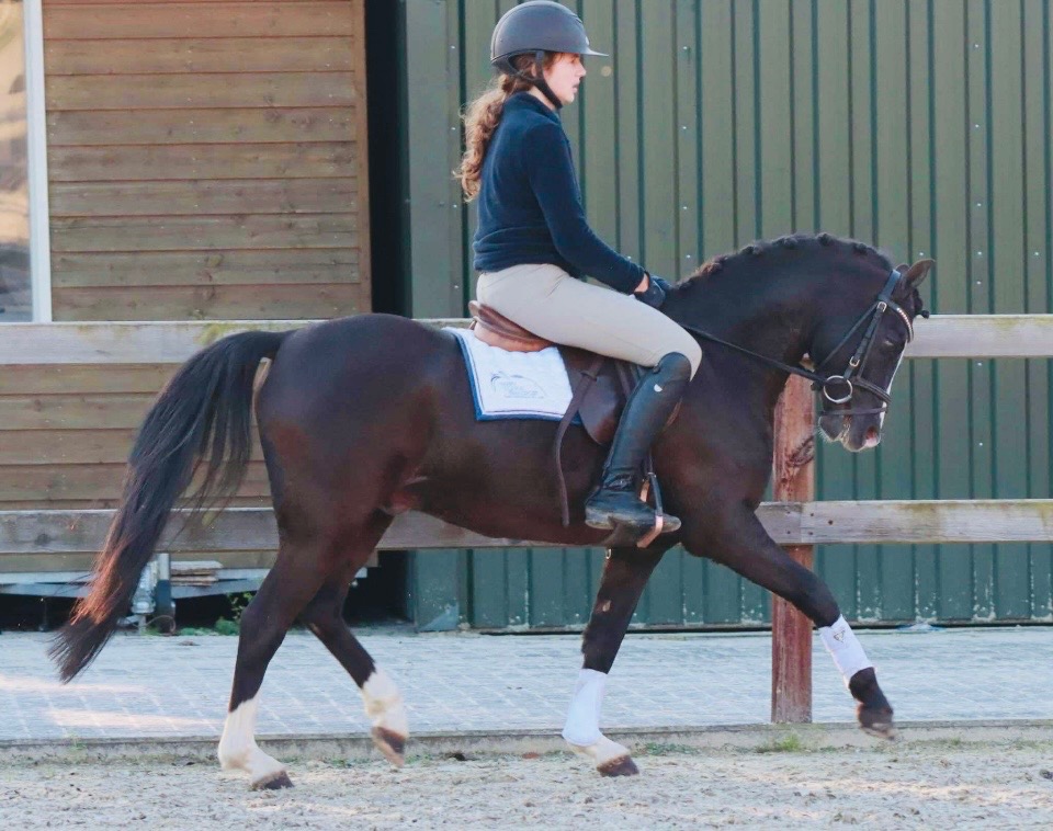 Welsh pony klisna - 6