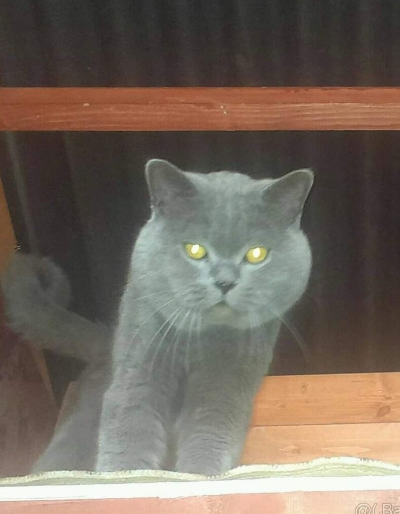 Britská modrá koťata bez PP, - 6