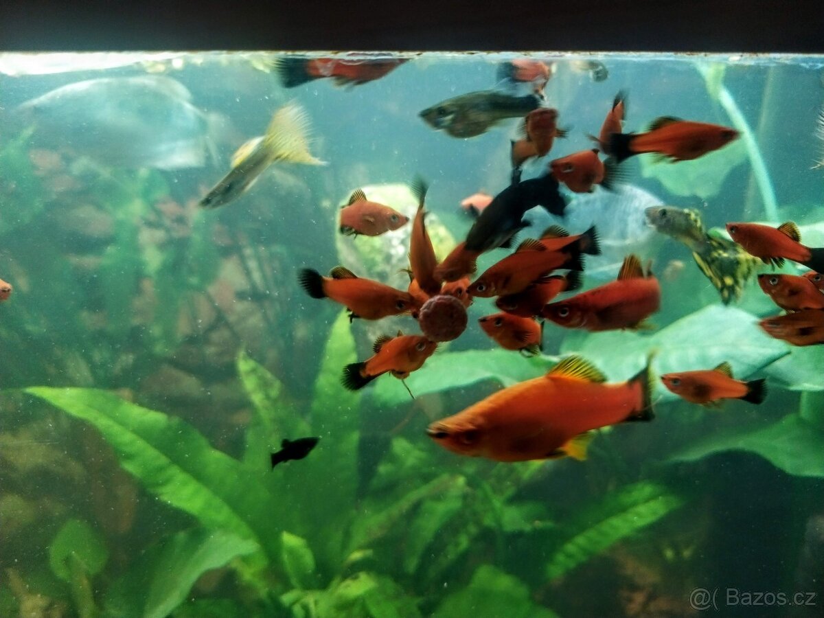 Mečovky ADA Xiphoporus Helleri ADA - 6