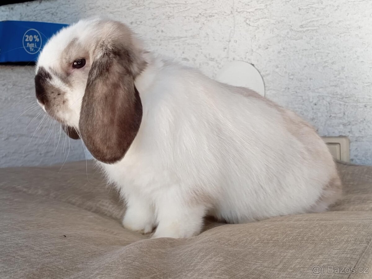 Samička Zakrslý Beránek MiniLop ❤️🍀 - 6