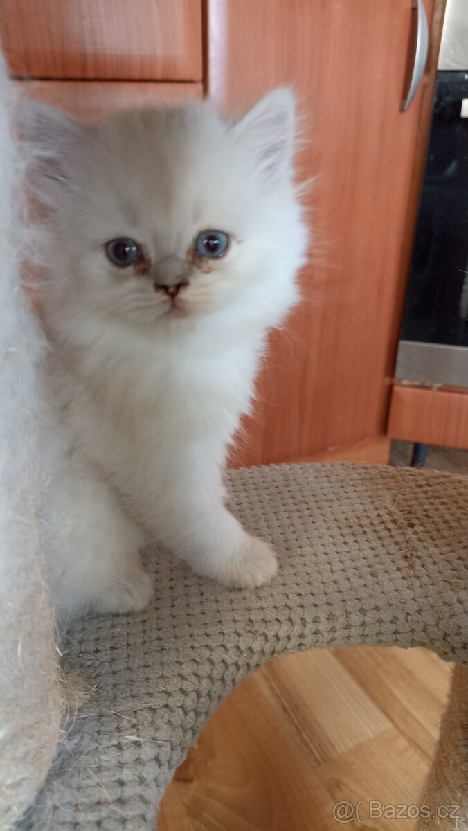 Britský kocourek s PP - 6