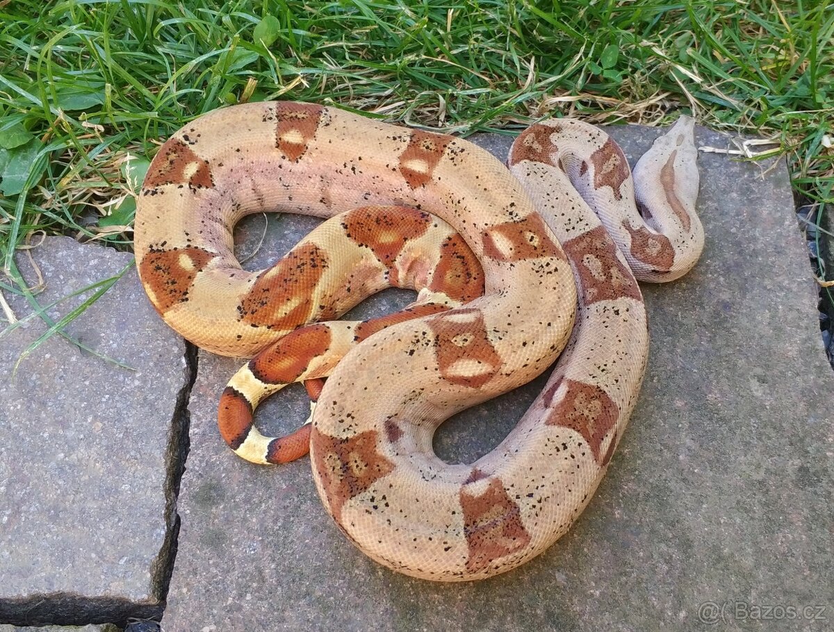 Boa imperator- IMG Aztec, IMG VPI Sunglow, VPI Sunglow Aztec - 6