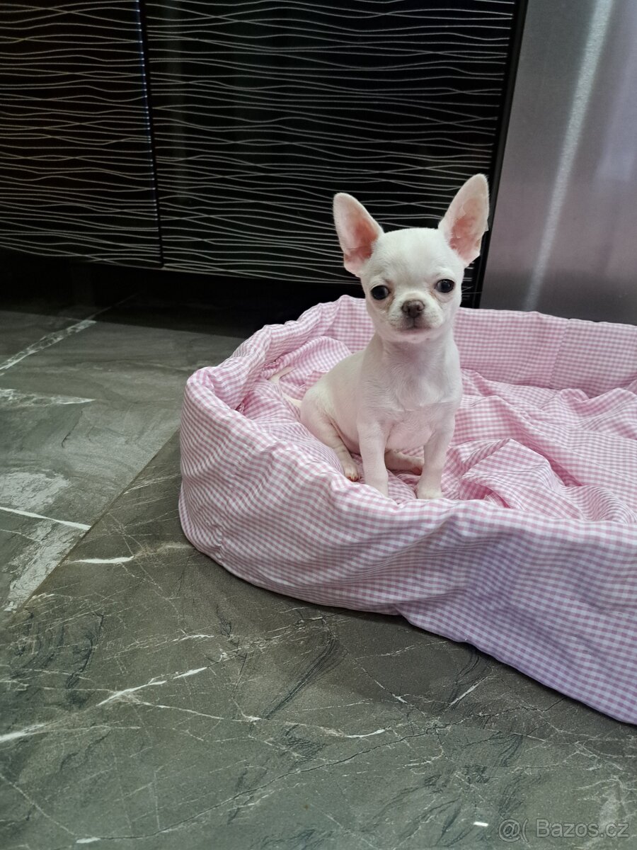 Čivava štěňátka fenečky - 6