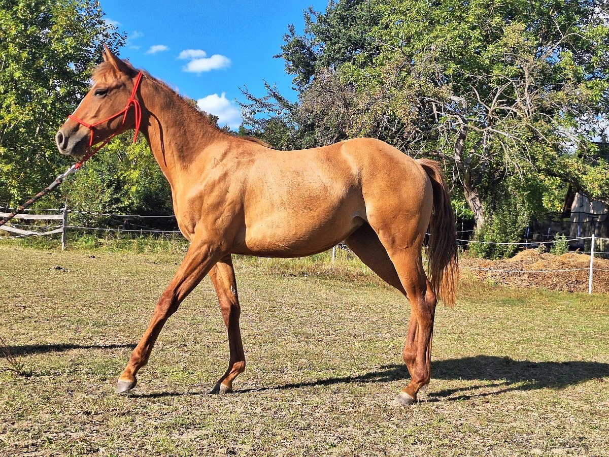 Kobylka AQH, QH, 1,5roční - USA papíry - 6