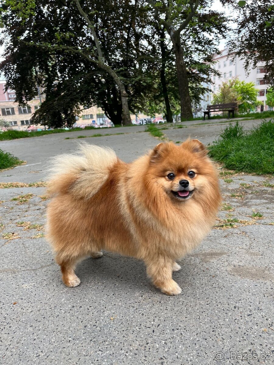 Německý špic ke krytí s PP - 6