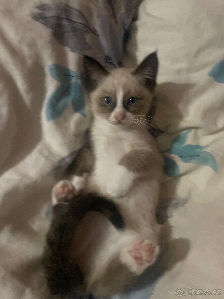 Thajsko-siamské kotě k prodeji. - 6
