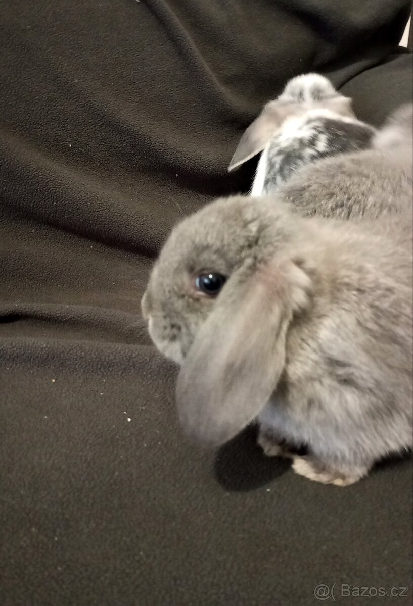 Zakrslý beránek králíček - 6