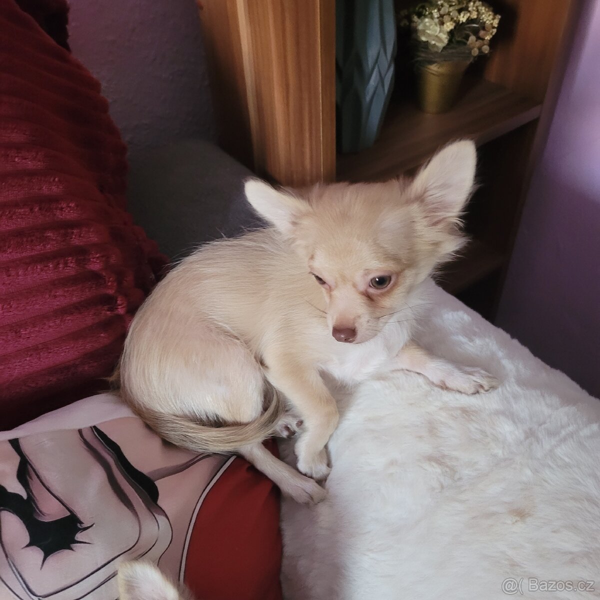 Čivava dlouhosrstá - 6