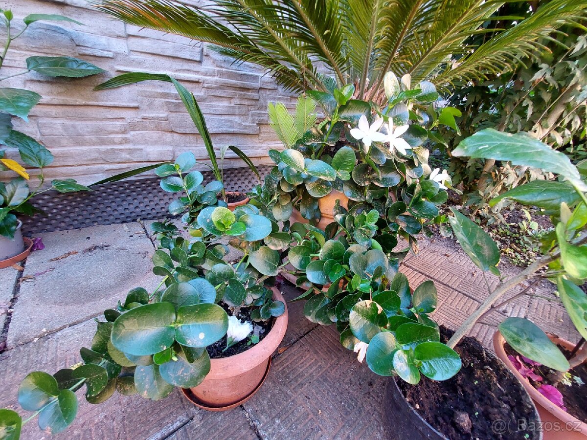 Banánovník Musa basjo a Dwarf cavendish, - 6