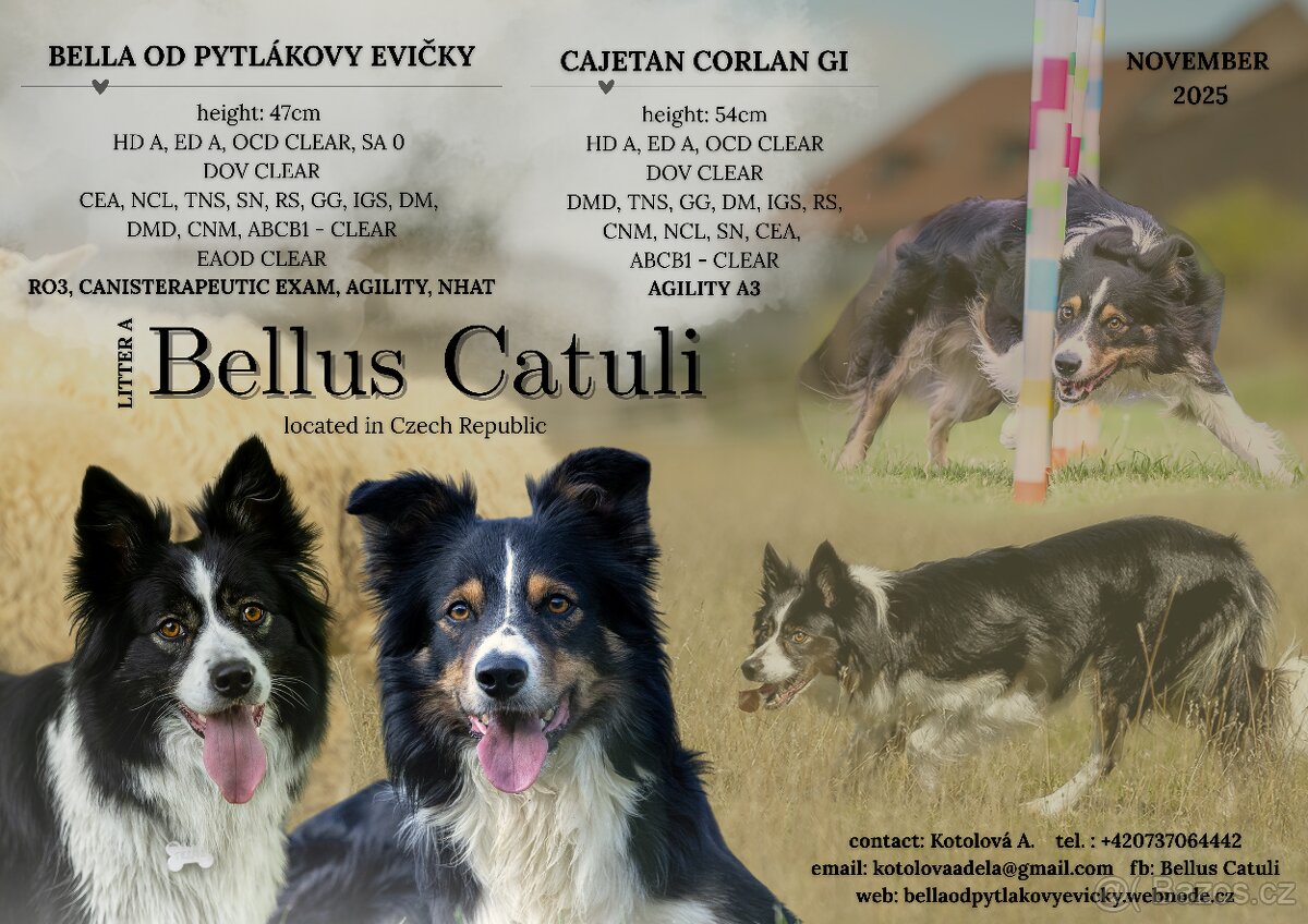Štěňata border kolie s PP - 6