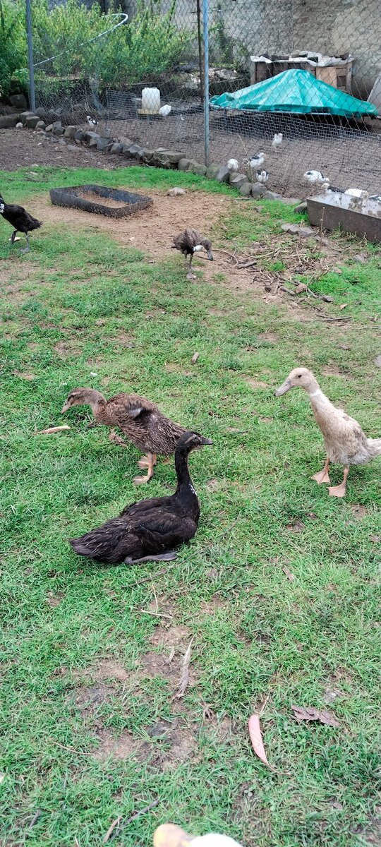 Indický běžec - 6