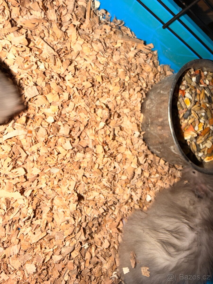 Křeček syrský - 6