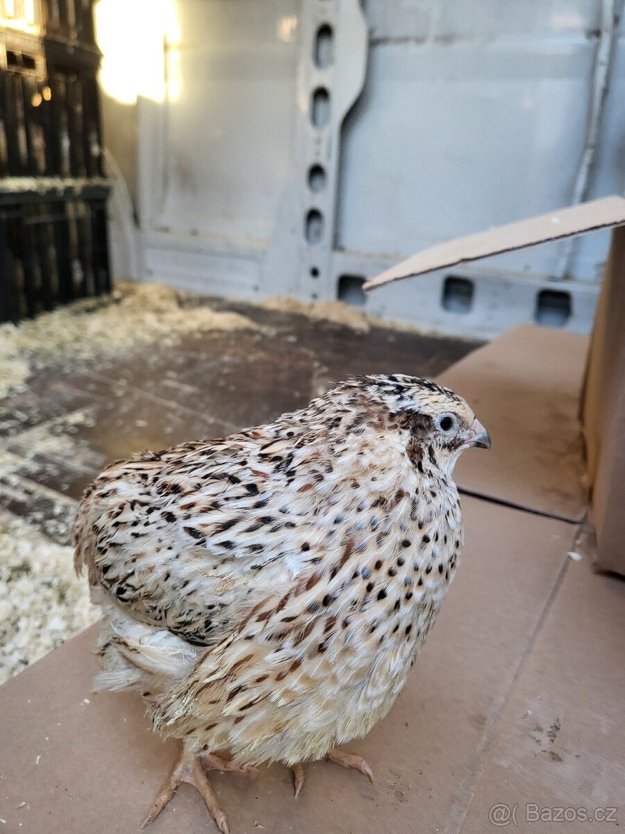 Japonské prepelice - predaj - 6