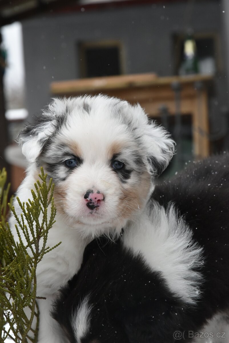 Australský ovčák s PP - 6