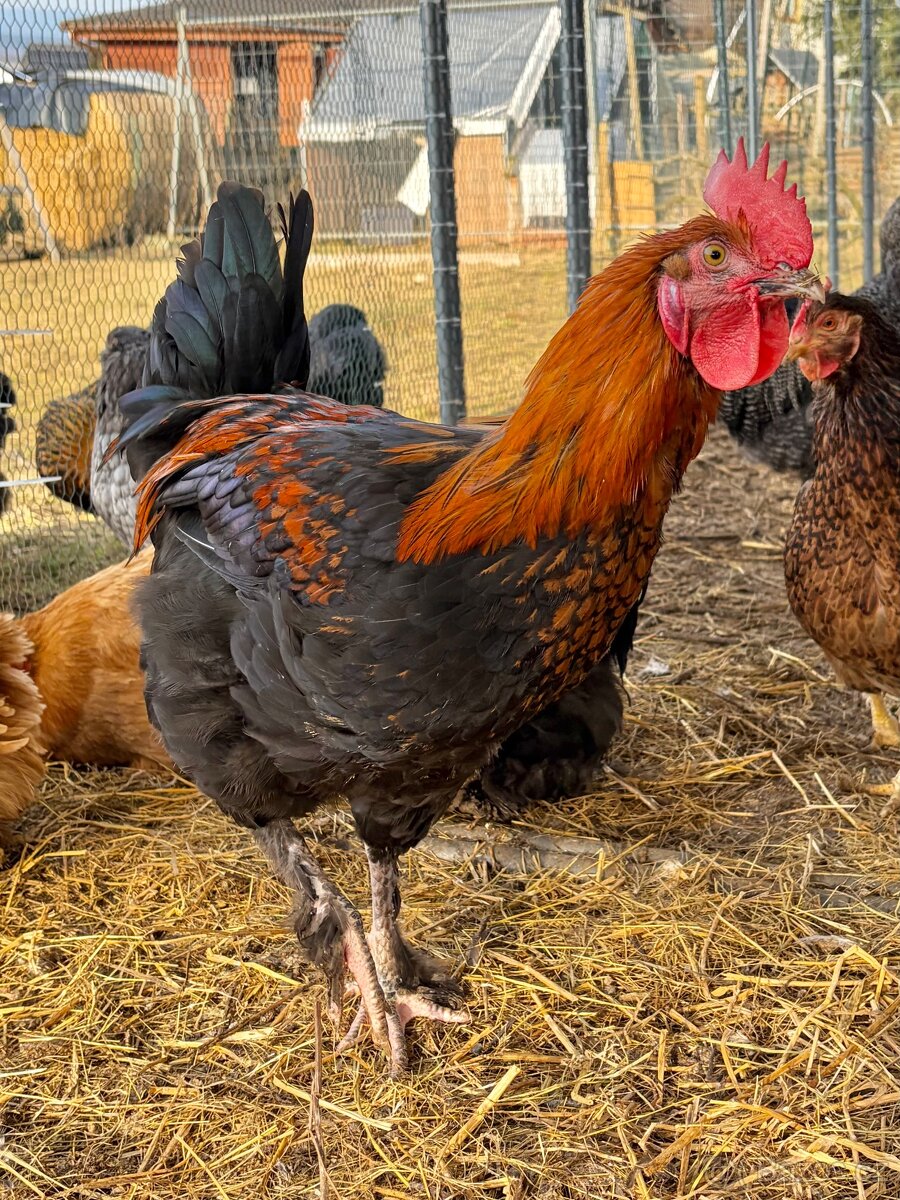 Prodám kohouta - 6