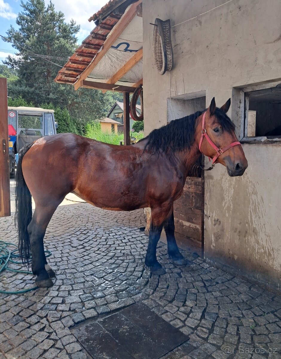 Hříbata Slezský Norik Hřebec - 6