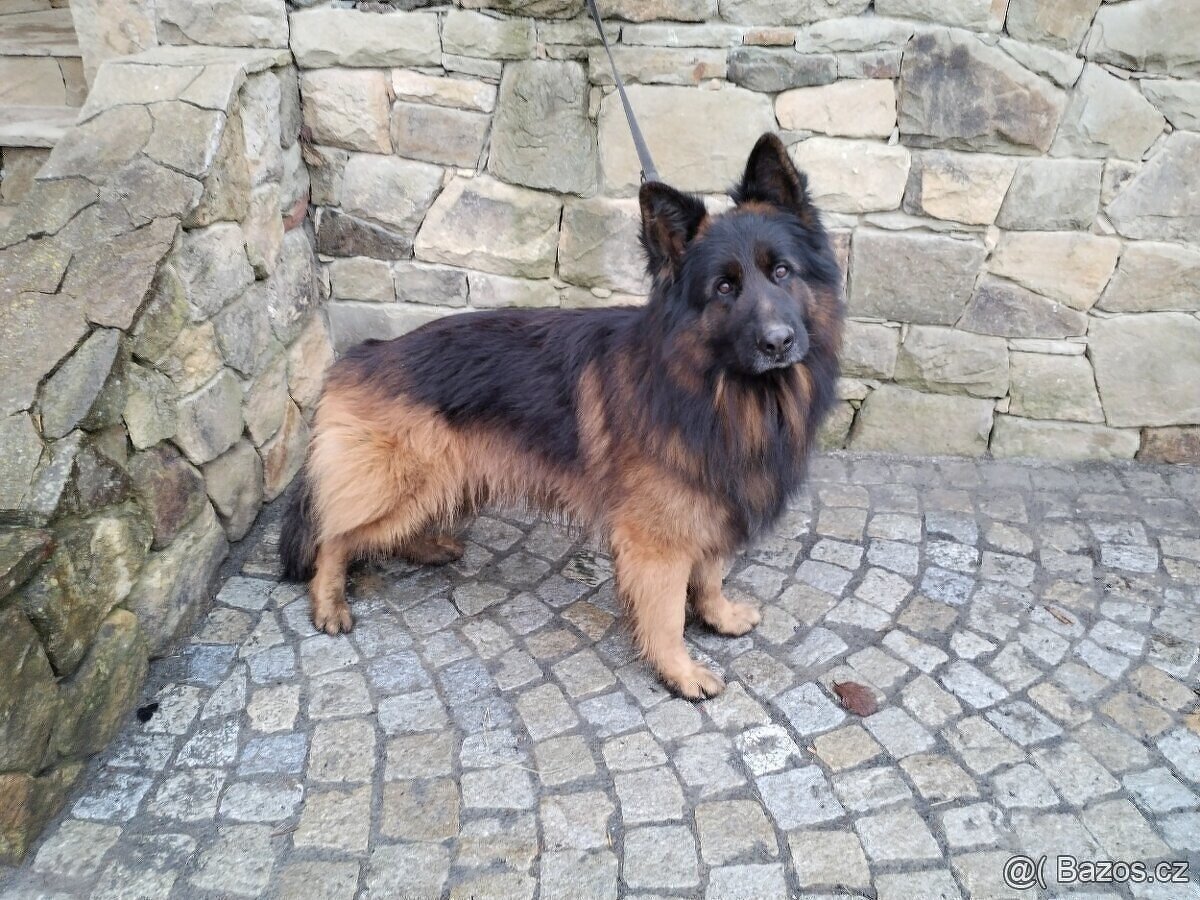 Německý ovčák dlouhosrstý -krytí - 6