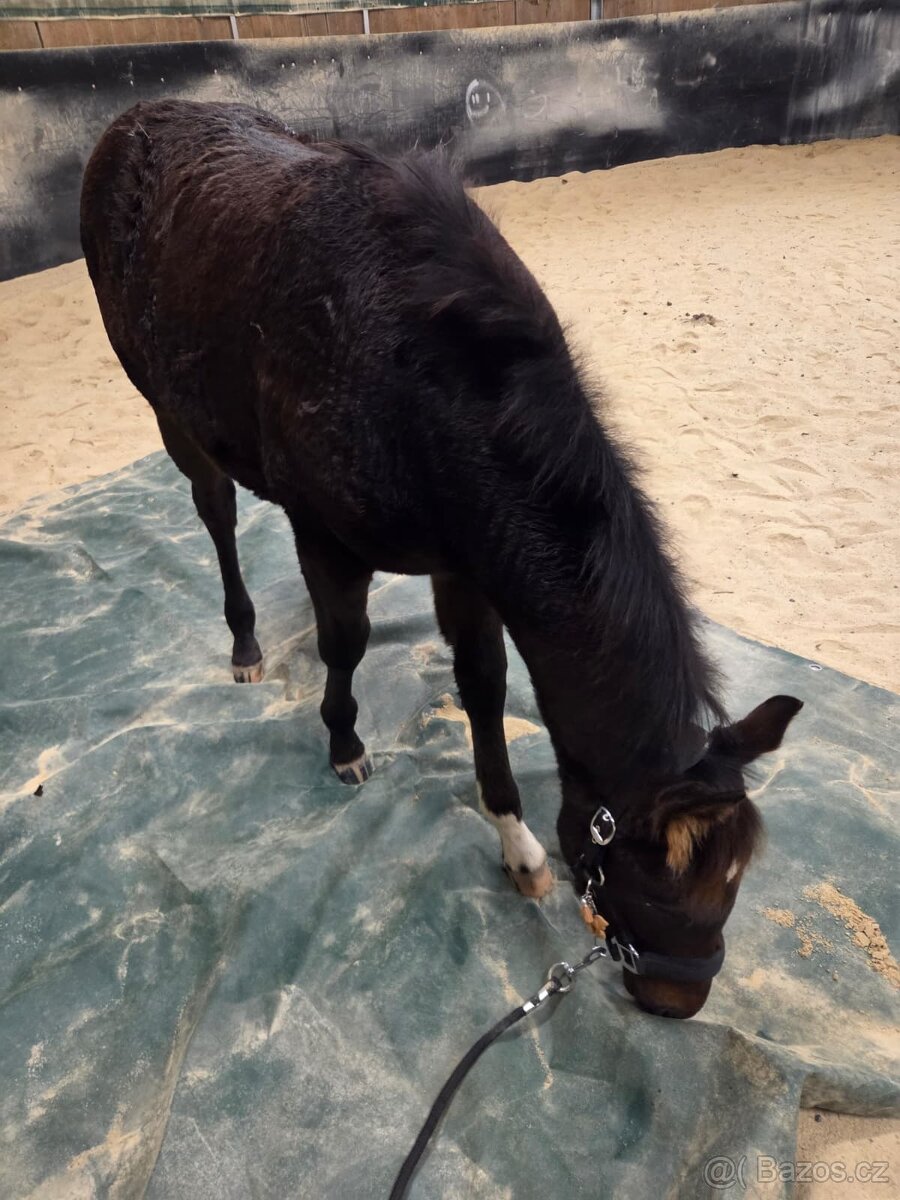 Appalossa klisna - 6