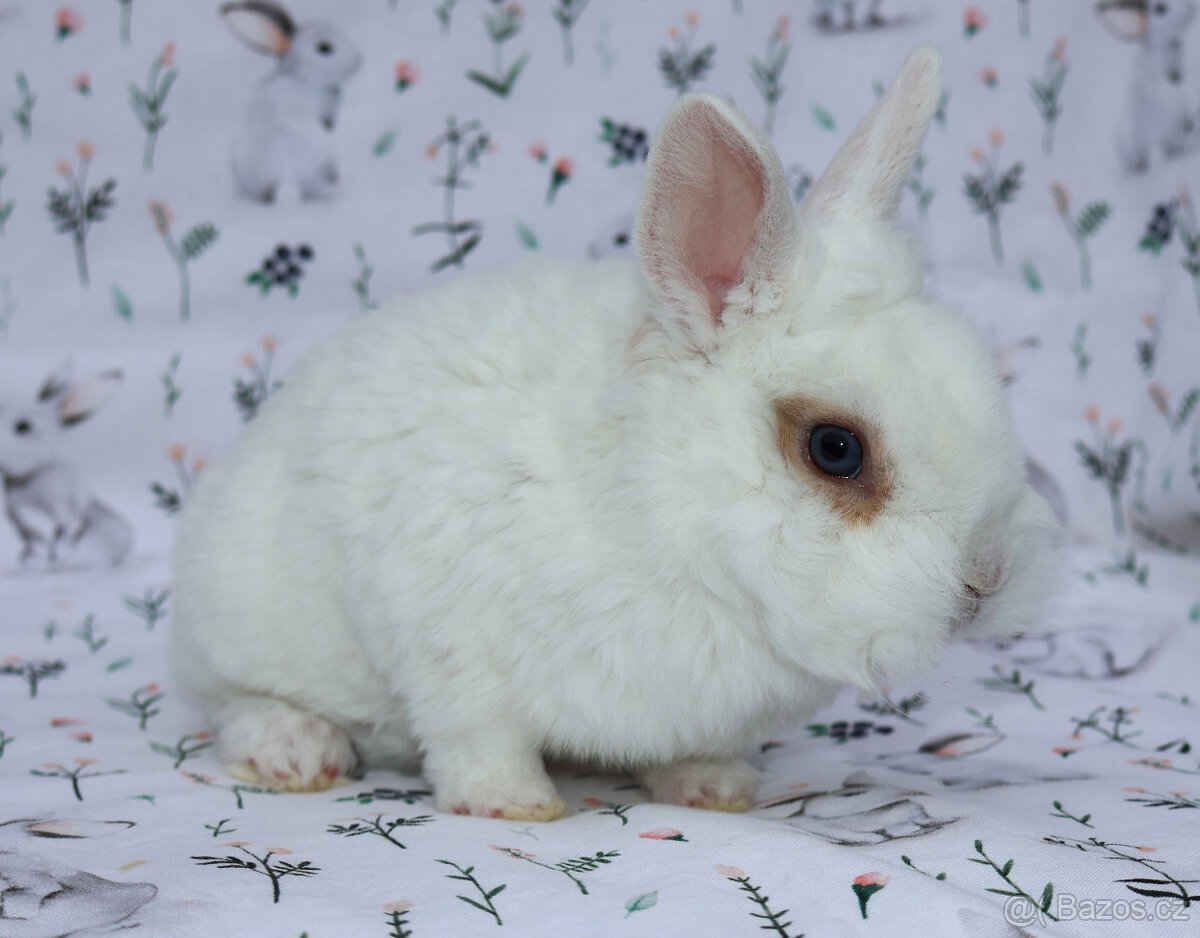 Zakrslý krátkouchý králíček rex LT sameček. - 6