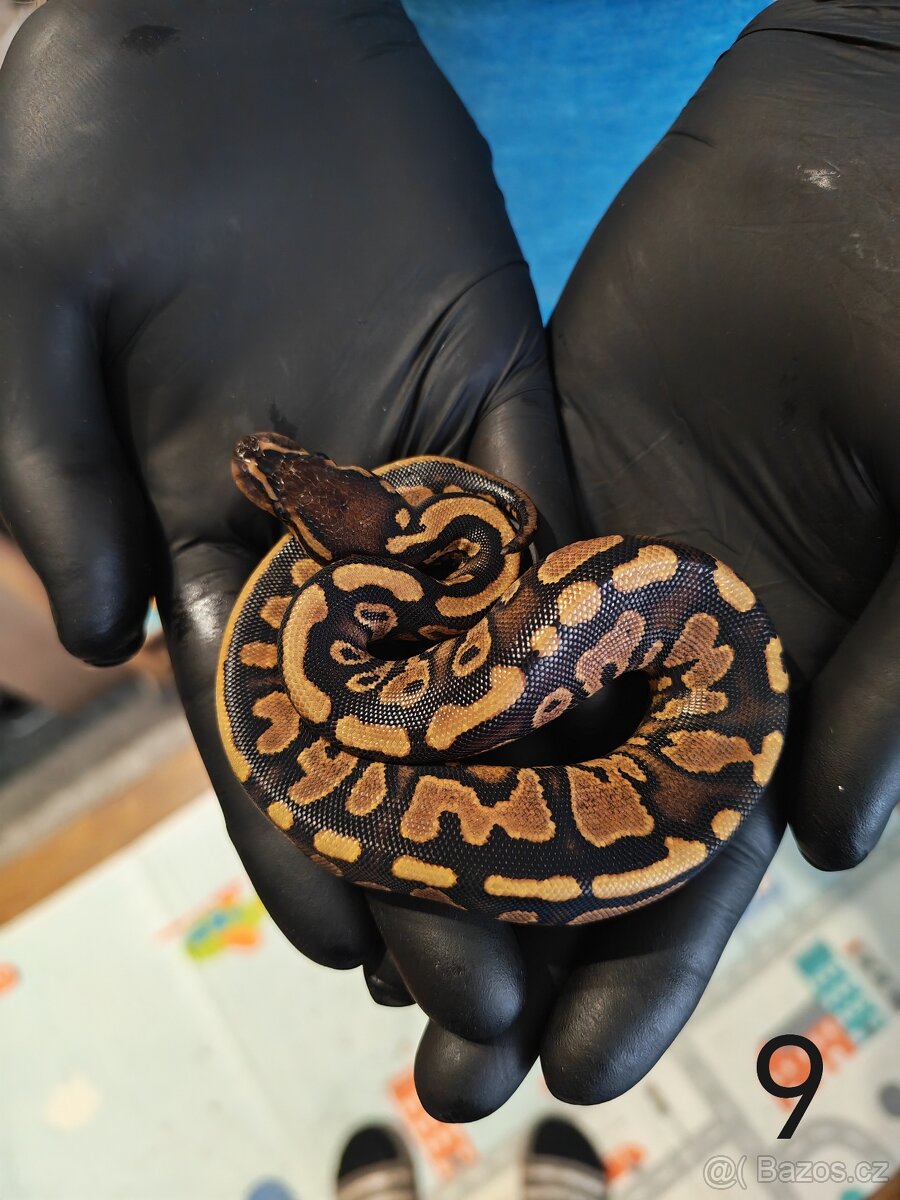 Krajta královská/python regius - 6