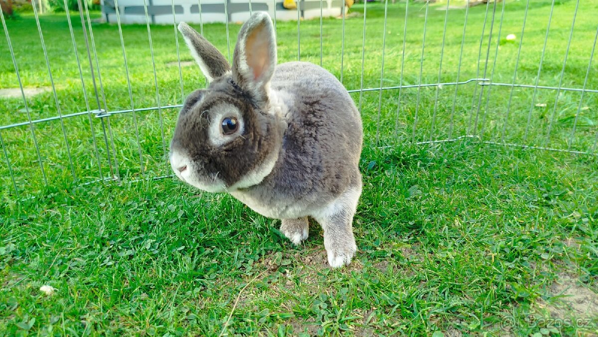 Zakrslý králík rex - 6