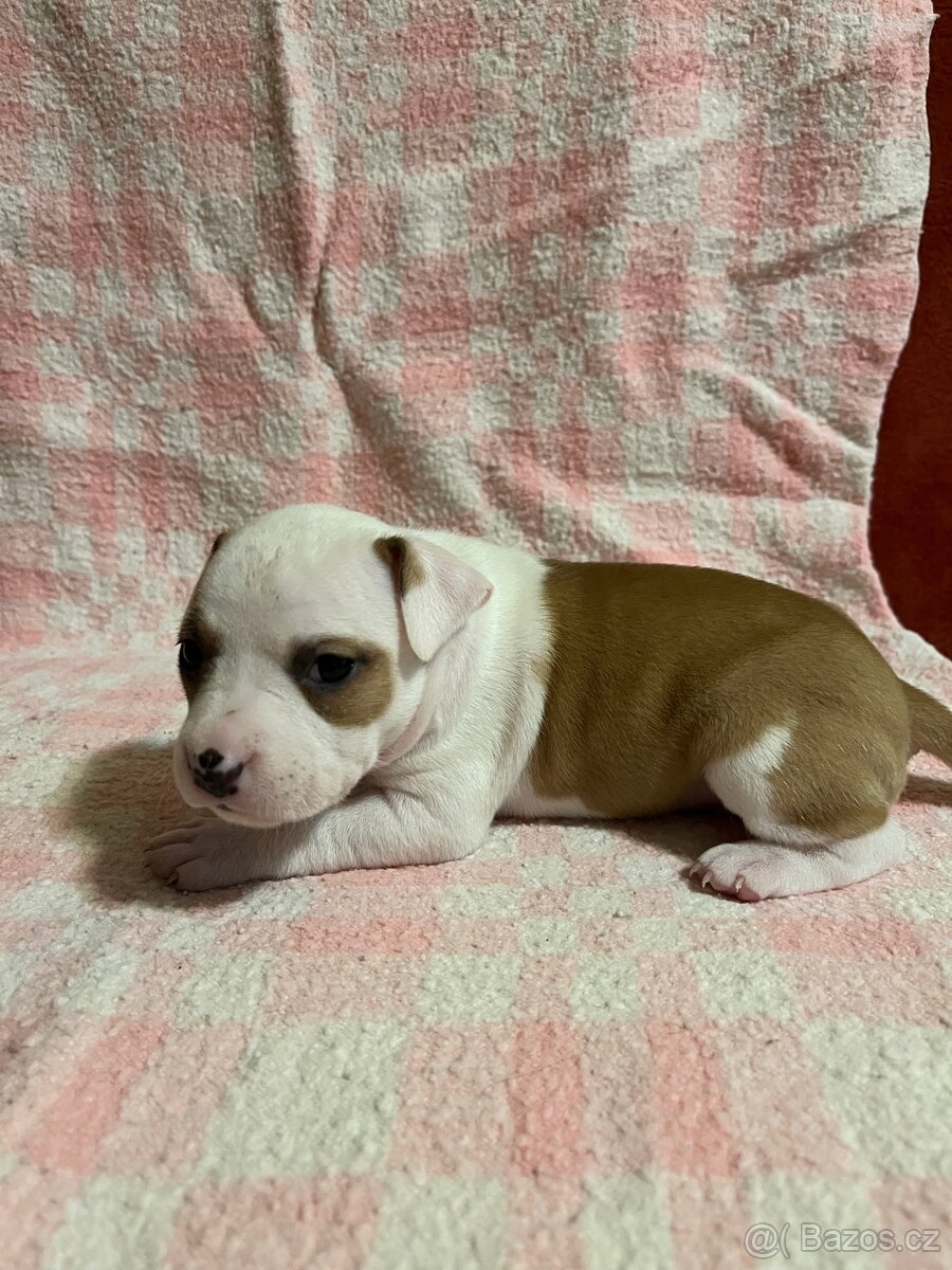 Americký stafordšírský teriér - 6