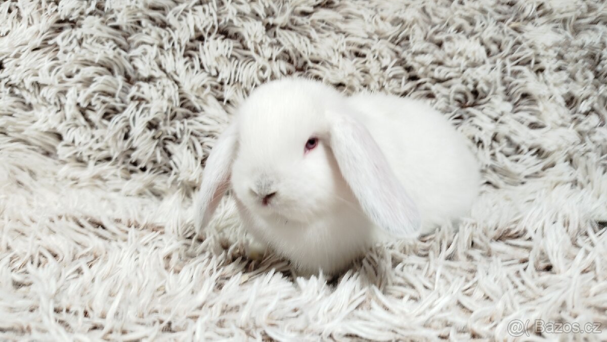 Zakrslý beránek, králíček, králík - MOLLY - 6