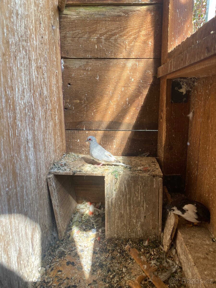 Holoubek diamantový - 6