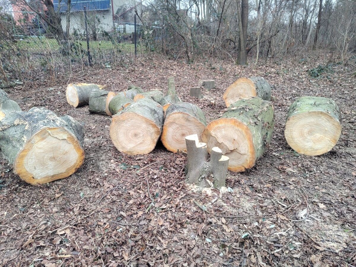 Třešeň - dřevo na uzení - 6