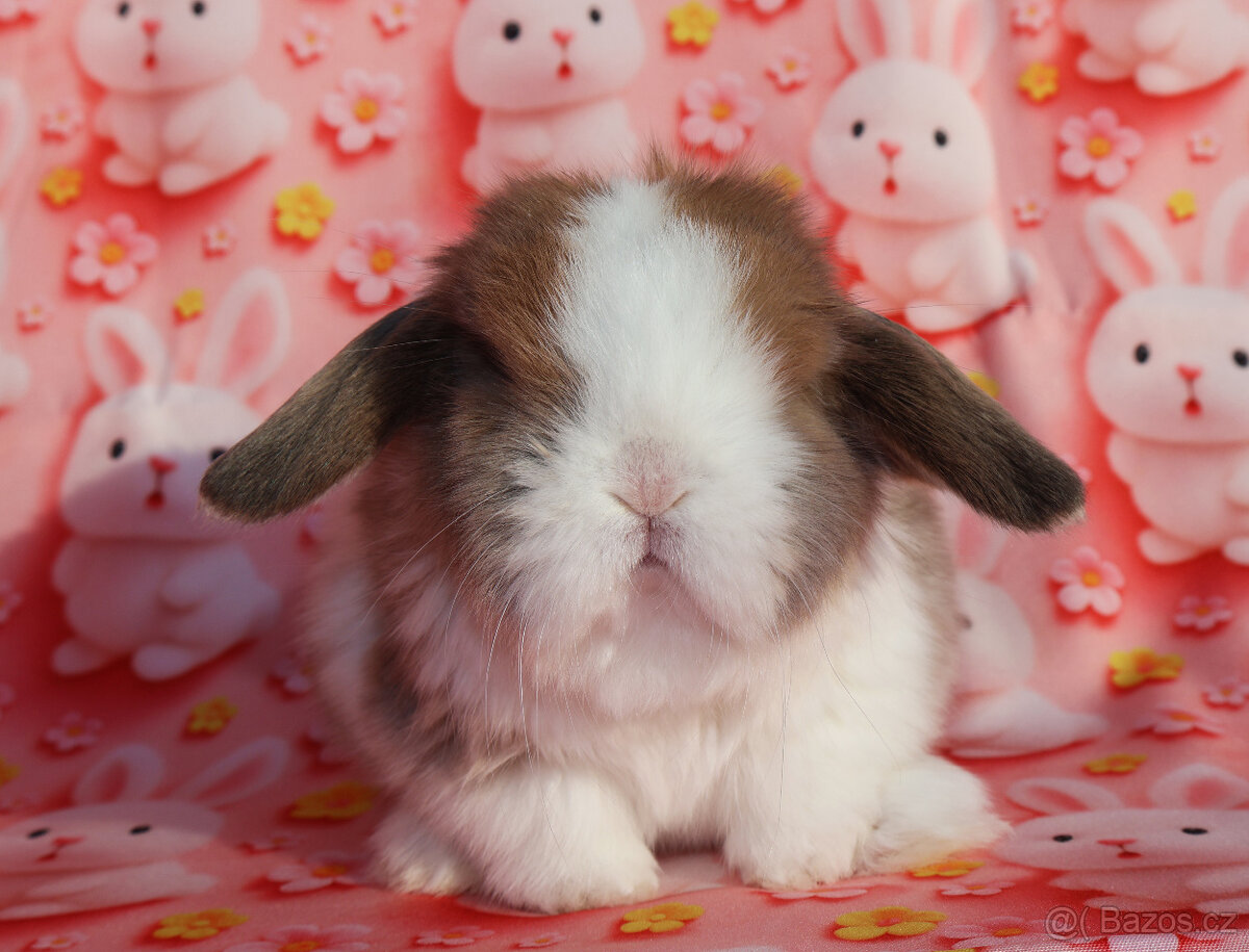 Zakrslý beránek , malinká samička s VP . - 6