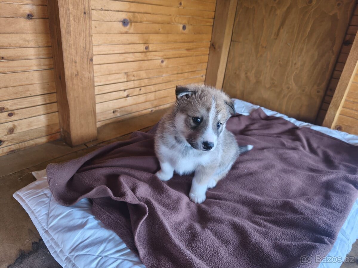 Západosibiřská lajka - 6