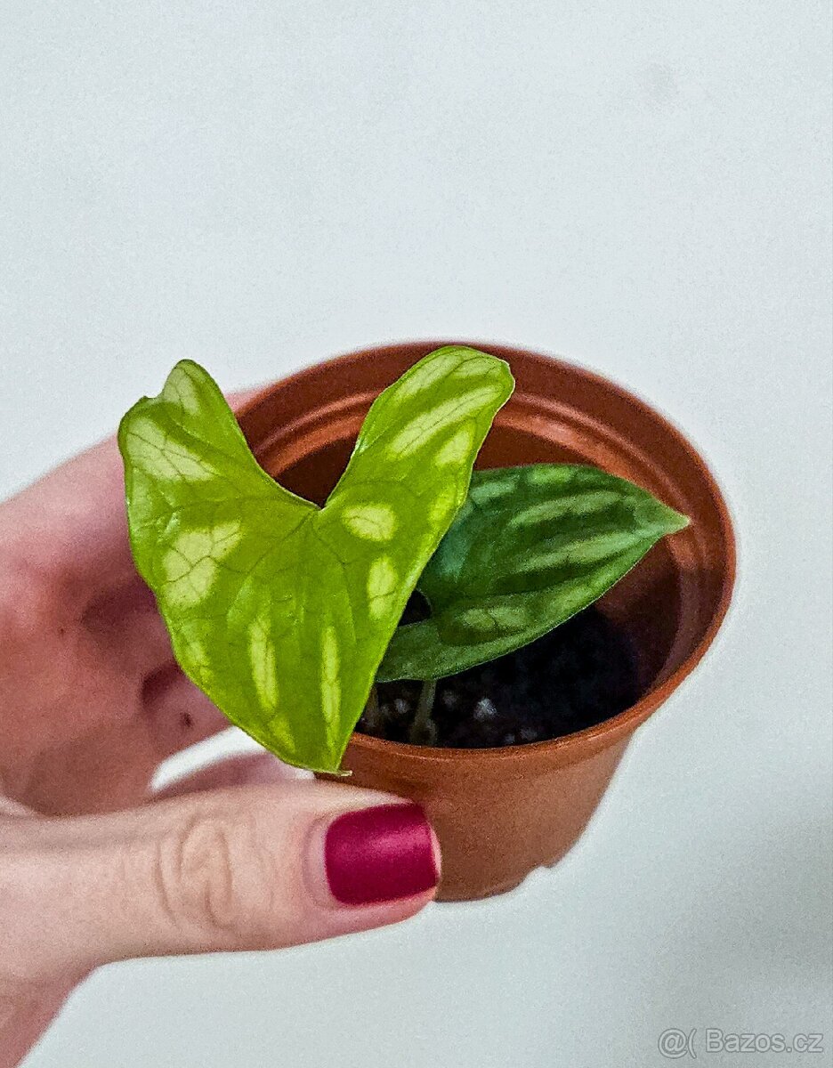 Cercestis Mirabilis raritka - 6