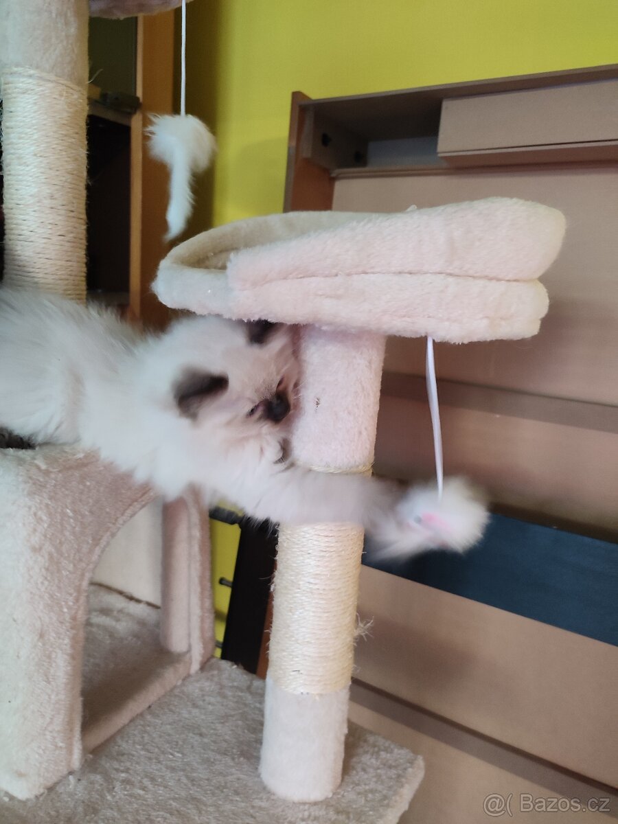 Ragdoll koťátka bez PP - 6