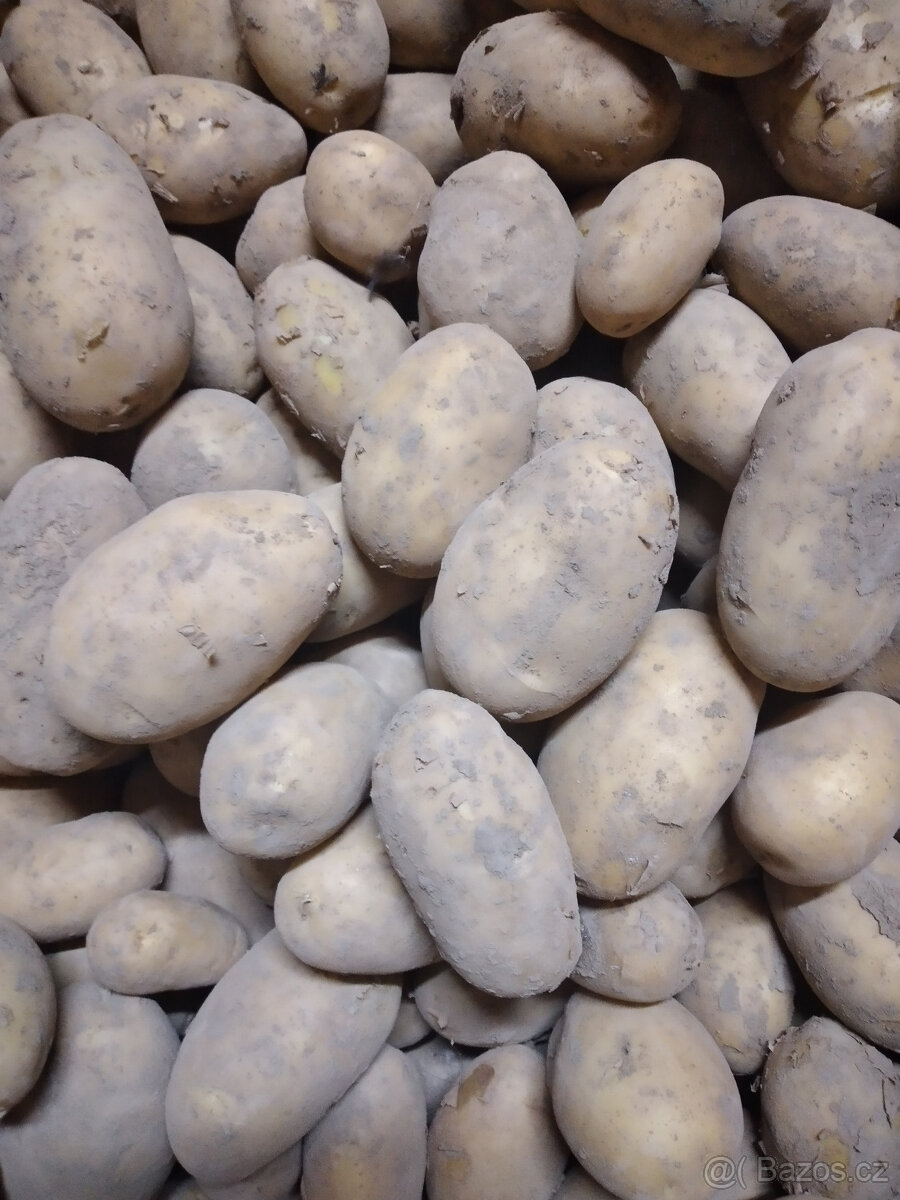 Cibule, brambory, dýně Hokkaido - 6
