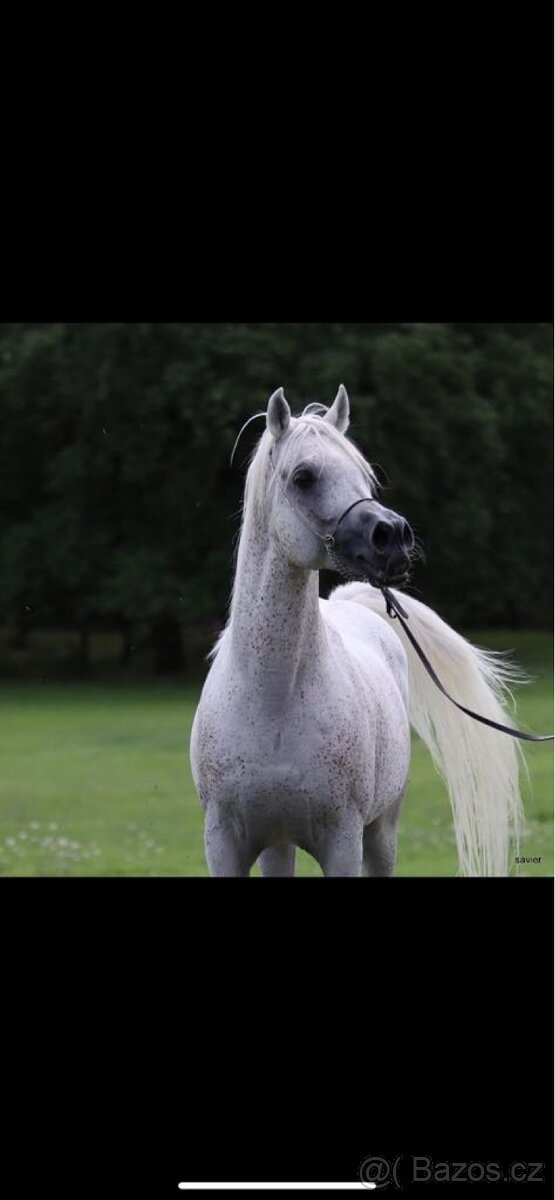 Arabský plnokrevník - 6