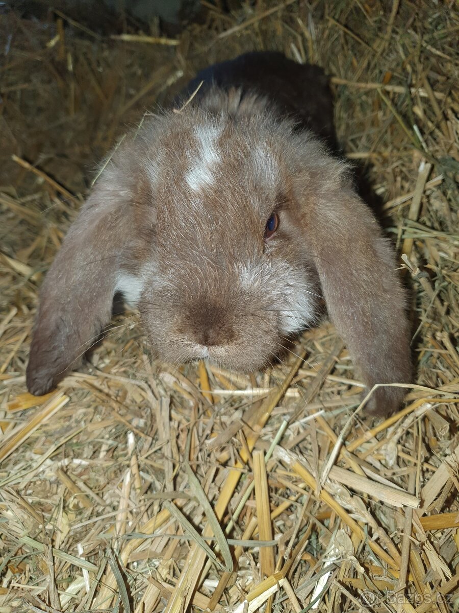 Francouzský beran - 6