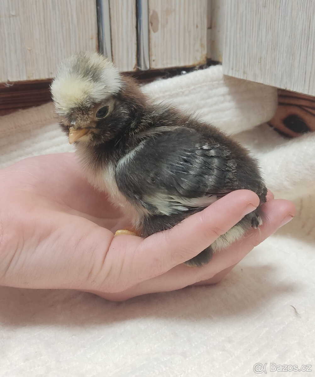 Paduánka kuřata - 6