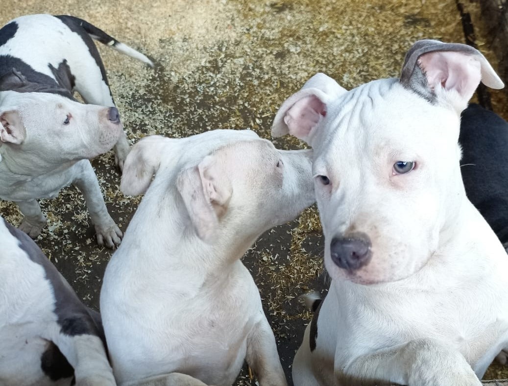 Americký stafordšírský teriér modrá št.s PP k odběru - 6